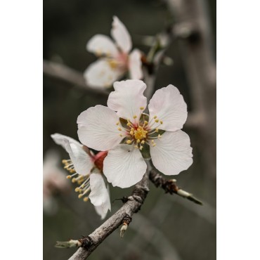 Almond blossom