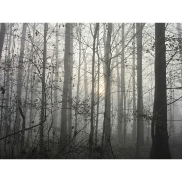 Haunted Woods