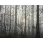 Haunted Woods