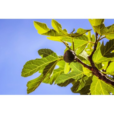 Wild Fig Blend for Vaporizer