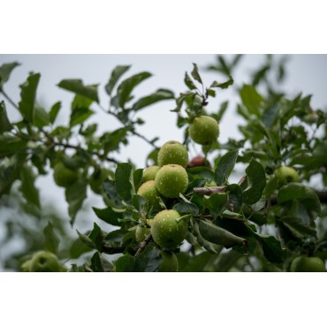 Wild Fig Blend for Diffuser