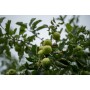 Wild Fig pour Diffuseur