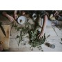 Ayurveda Blend for Diffuser