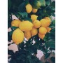 Citrus Forest Blend for...