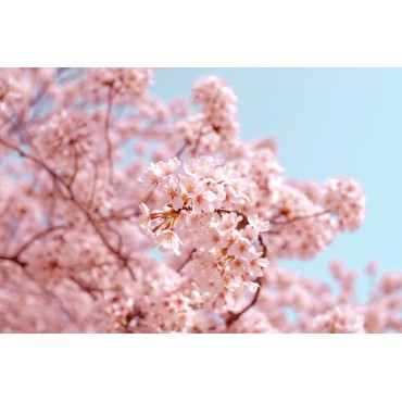Cherry Freshness Blend for Diffuser