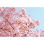 Cherry Freshness Blend for...