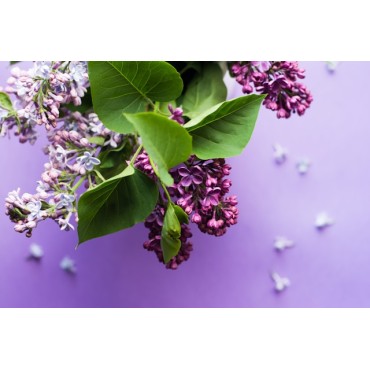 Lilac Blend for Diffuser