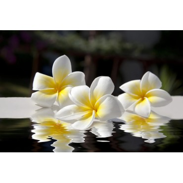 Monoï Blend for Diffuser