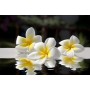 Monoï Blend for Diffuser