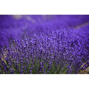 Lavender Blend for Diffuser