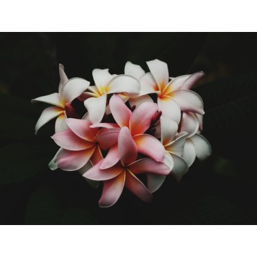 Vanille Monoï pour Diffuseur