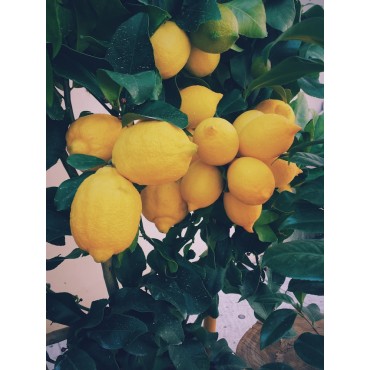 Citrus Forest Blend for Vaporizer