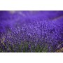 Lavender Blend for Vaporizer