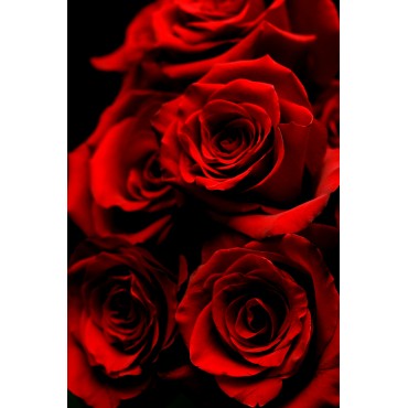 Red Roses