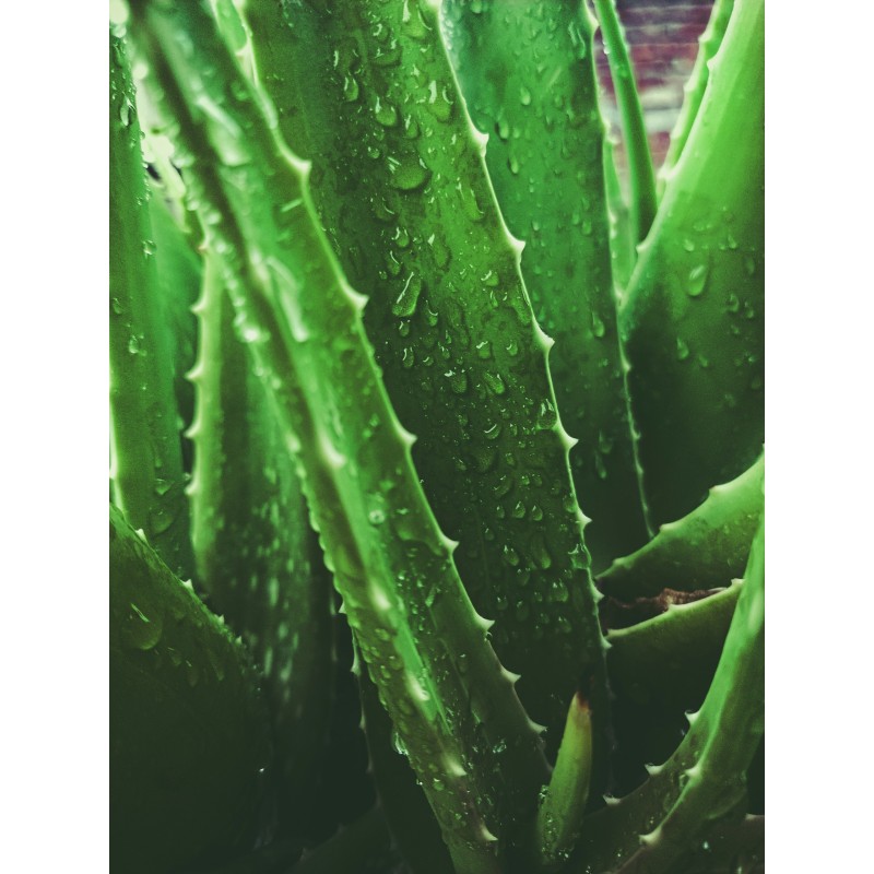 Aloe Vera