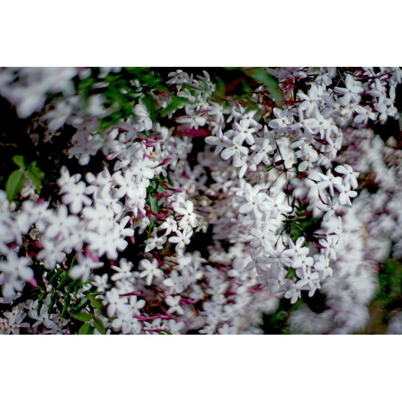 White Bouquet (Jasmin blanc)