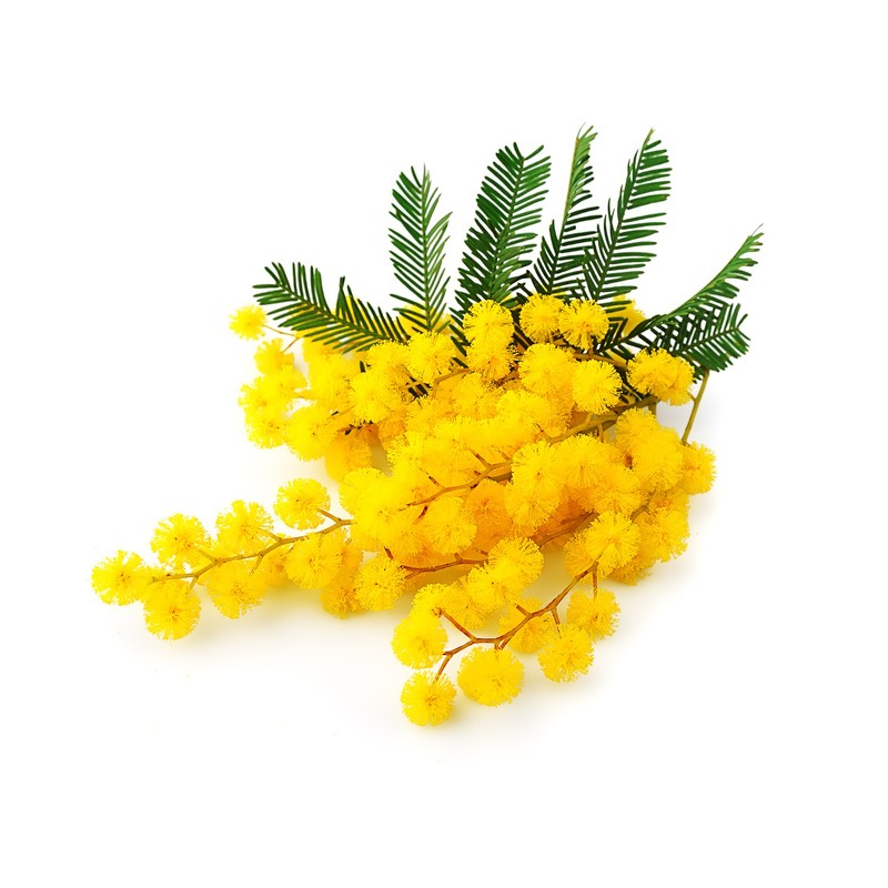 Mimosa