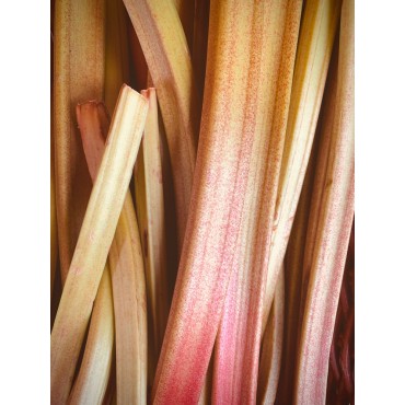 Delicious Rhubarb and Rose