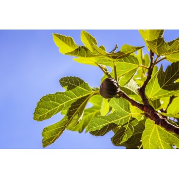 Under the fig tree