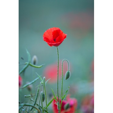 Coqueline flower